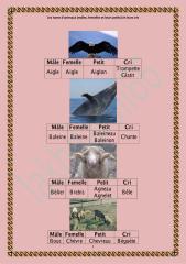 Les noms d'animaux (mâles, femelles et leurs petits) et leurs cris.pdf